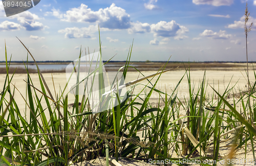 Image of Green grass closeup on a sandy beach