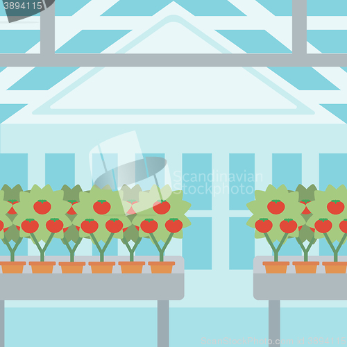 Image of Background of tomatoes in the greenhouse.