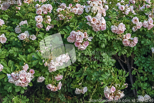 Image of Wild rose flower.