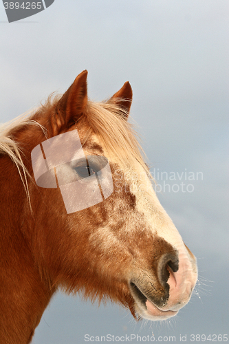 Image of danish horses