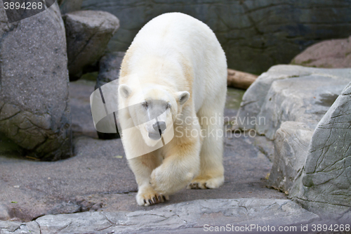 Image of White bear