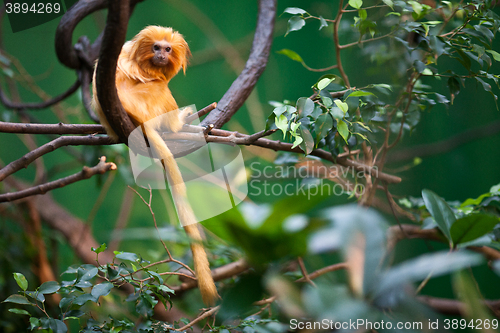 Image of golden lion tamarin