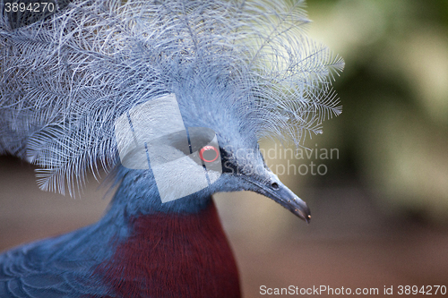 Image of Victoria crowned pigeon