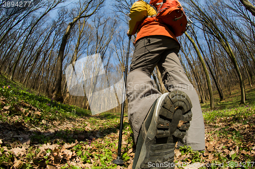 Image of Male hiker looking to the side walking in forest