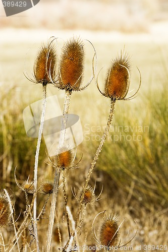 Image of thistle