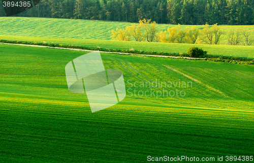 Image of Beautiful green sping rural landscape