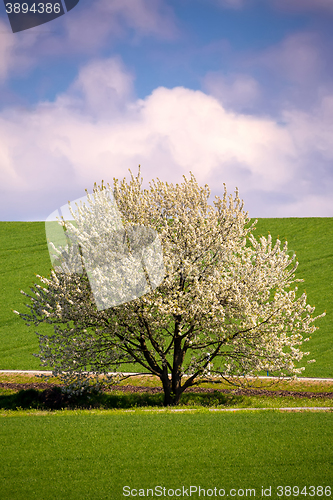 Image of spring flowering tree in countryside