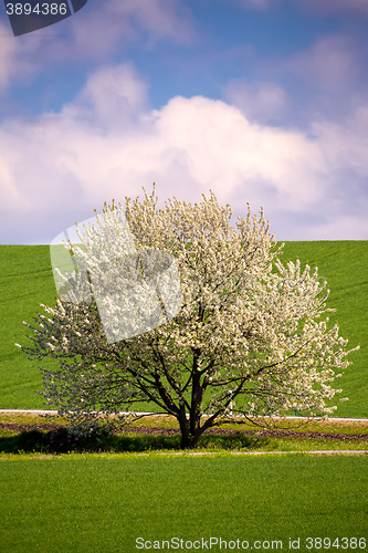 Image of spring flowering tree in countryside