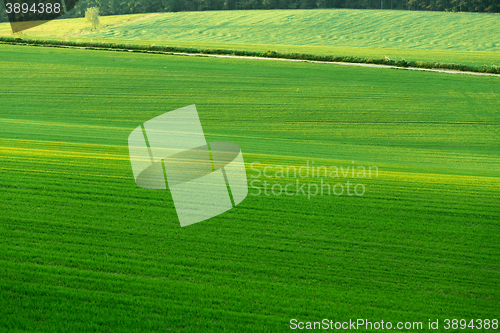 Image of Beautiful green sping rural landscape