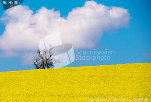 Image of Beautiful summer rural landscape