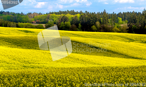 Image of Beautiful summer rural landscape