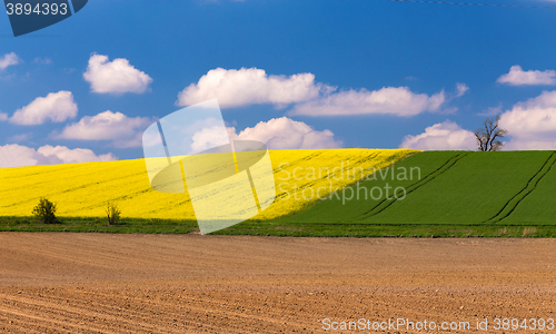 Image of Beautiful summer rural landscape