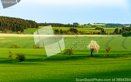 Image of Beautiful green sping rural landscape