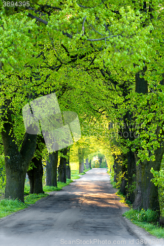 Image of Green spring trees in alley
