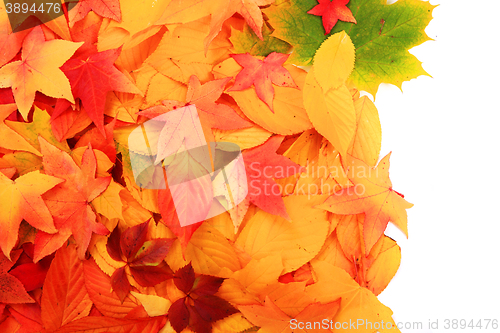 Image of autumn leaves background