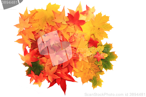 Image of autumn leaves background
