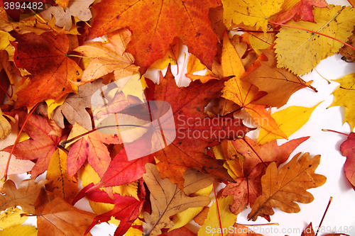 Image of autumn leaves background
