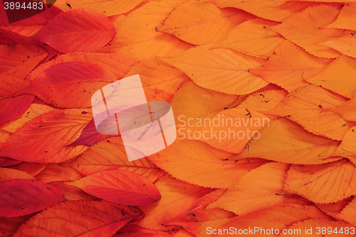 Image of autumn leaves background