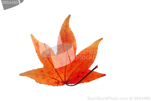 Image of autumn leaf isolated