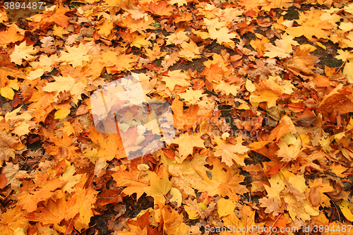 Image of autumn leaves background