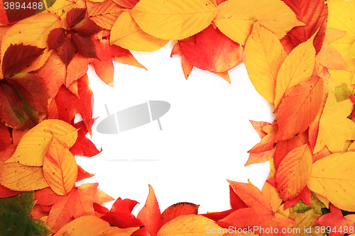 Image of autumn leaves background