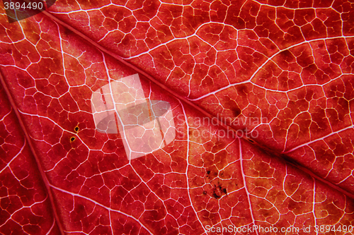 Image of autumn leaves background