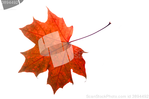 Image of autumn leaf isolated