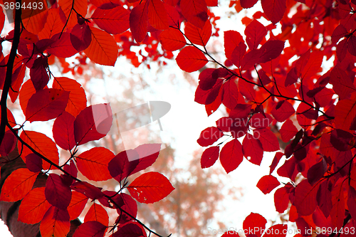 Image of autumn leaves background