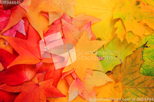 Image of autumn leaves background