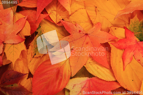 Image of autumn leaves background