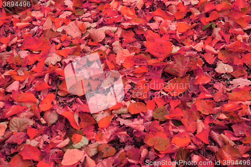 Image of autumn leaves background