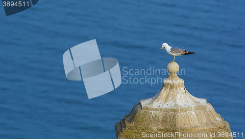 Image of lonely seagull