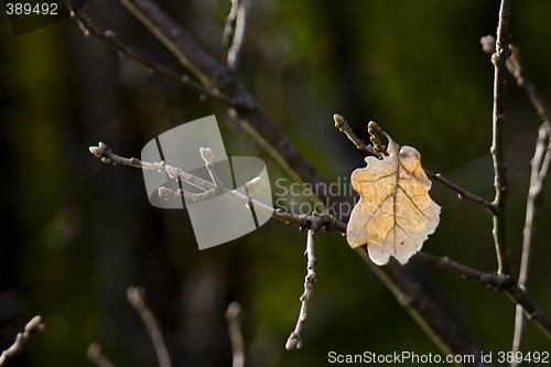 Image of oak