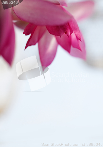 Image of Christmas cactus