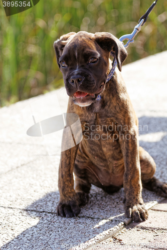 Image of Boxer dog