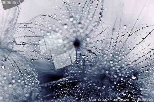 Image of Plant seeds with water drops