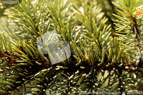 Image of Green pine