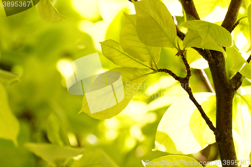 Image of Green leaves