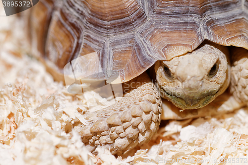 Image of African Spurred Tortoise