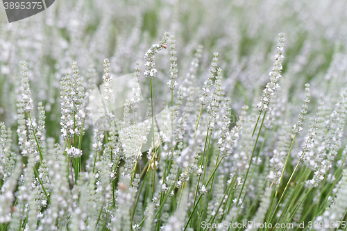 Image of White lavender flowers