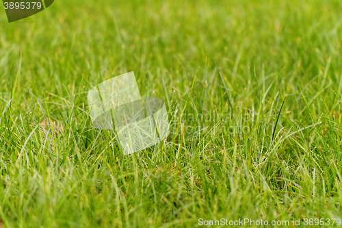 Image of Green grass