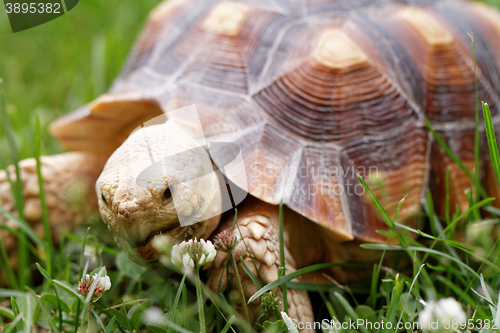 Image of African Spurred Tortoise