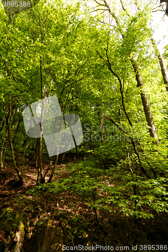 Image of Forest at spring