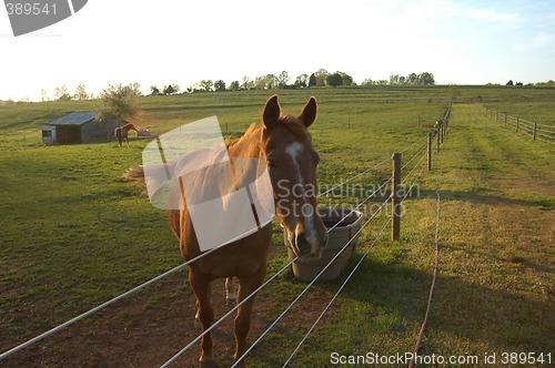 Image of Horse on the fence