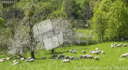 Image of sheep at spring time