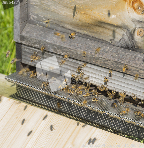 Image of beehive with bees