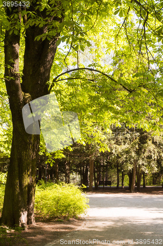 Image of Paths in springtime