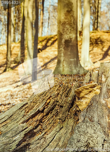 Image of Old weathered tree stump