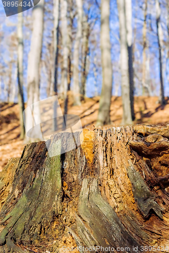 Image of Old weathered tree stump