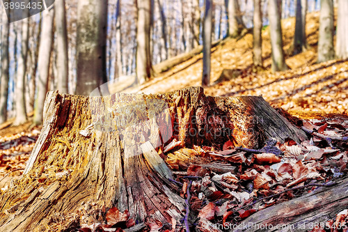 Image of Old weathered tree stump